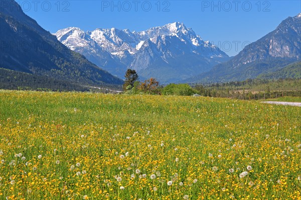 Spring meadow against the Zugspitze massif in the Wetterstein Mountains