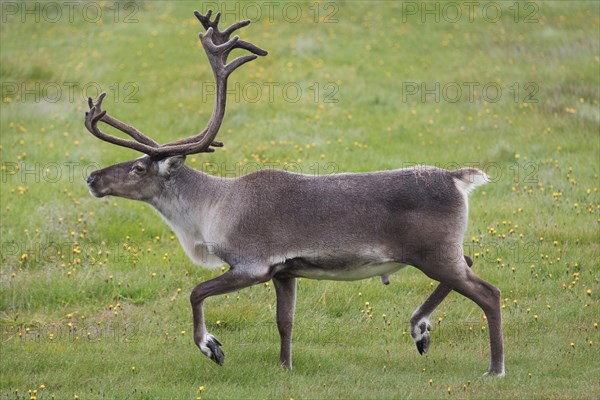 Reindeer