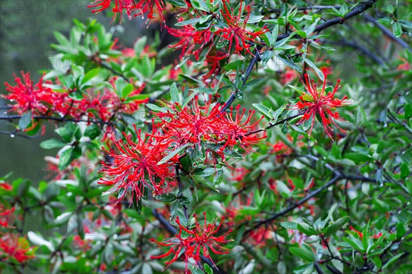 Chilean firebush or Notro