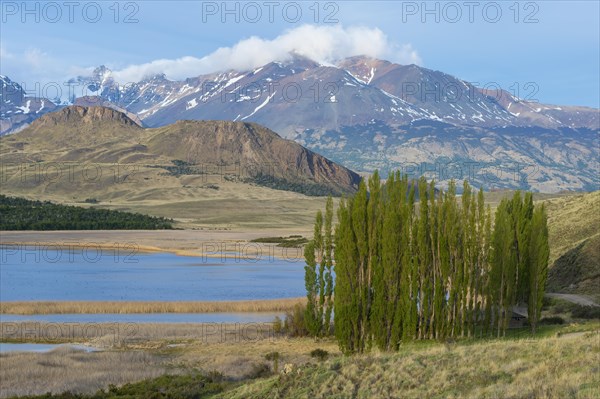 Poplar trees in front of the Andes