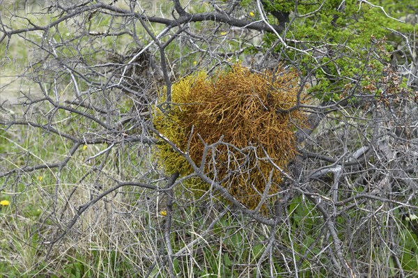 Orange colored lichen growing on a tree