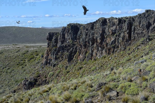 Andean Condor