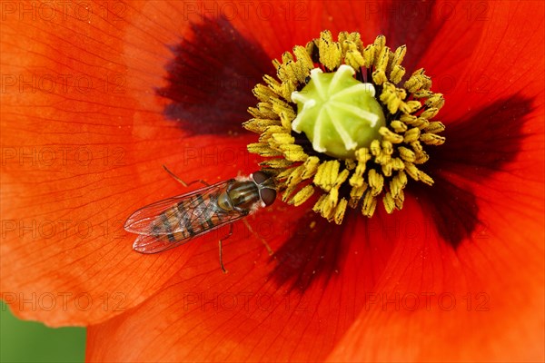 Marmalade hoverfly