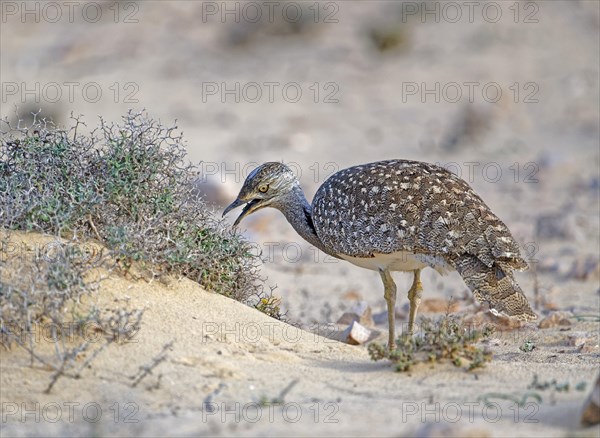 Houbara bustardmales