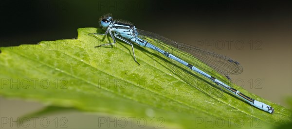 Azure damselfly