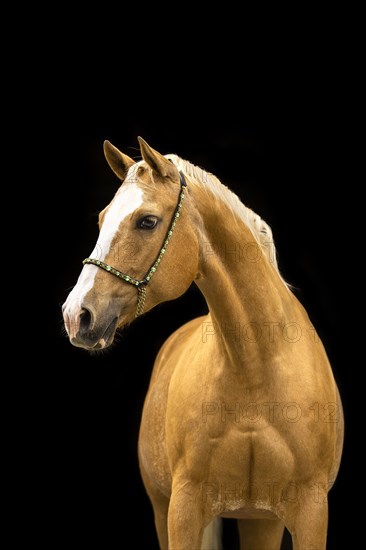 Quarter Horse mare Palomino in portrait with halter in front of black background