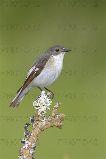 European Pied Flycatcher