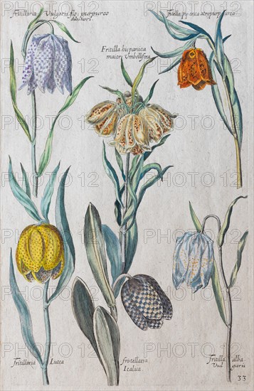 Snake's head fritillaries