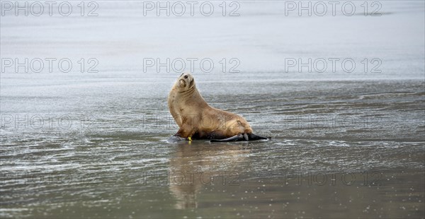 New Zealand sea lion