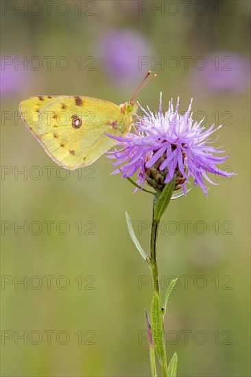 Berger's clouded yellow