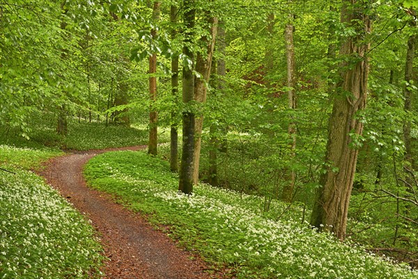 Hiking trail through Common beeches forest