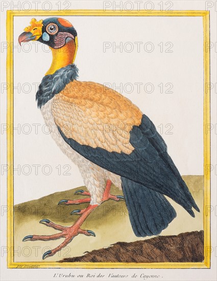 King Vulture