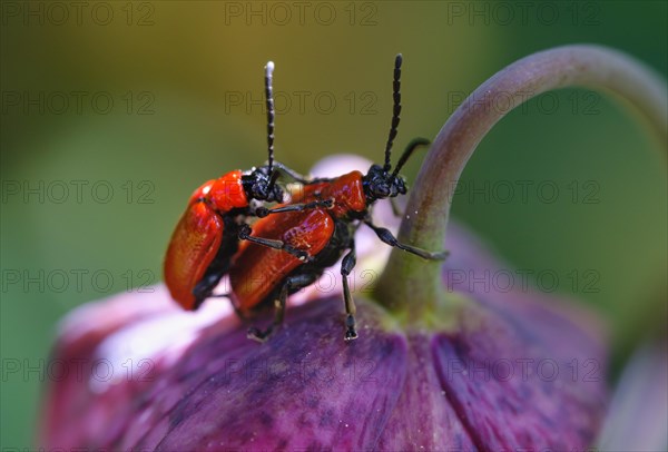 Scarlet lily beetle