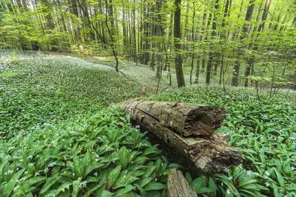 Flowering Ramsons