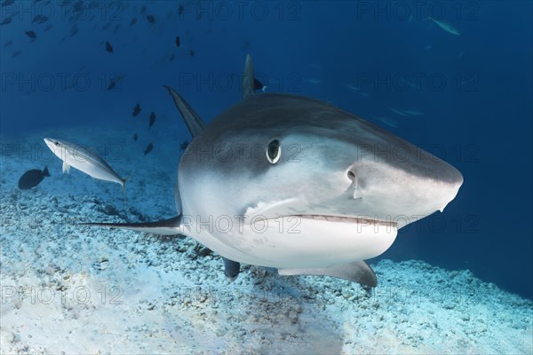 Tiger Shark