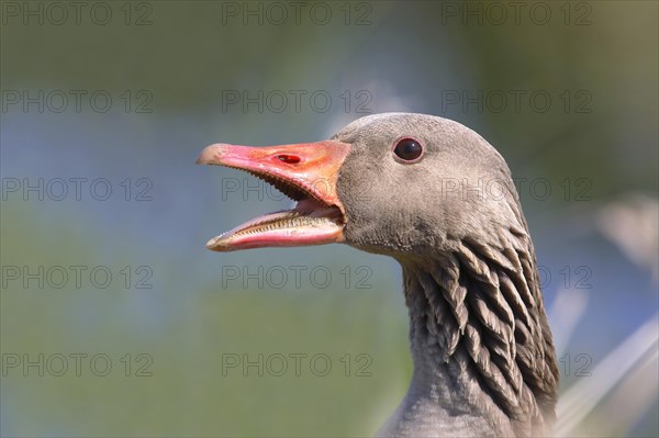 Greylag goose