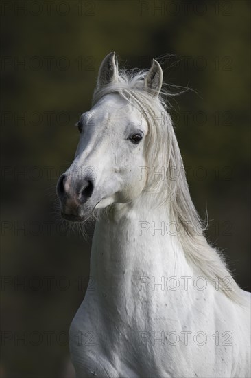 Thoroughbred Arabian grey stallion