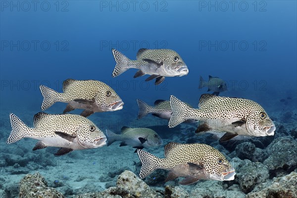 School of fish Harlequin sweetlips