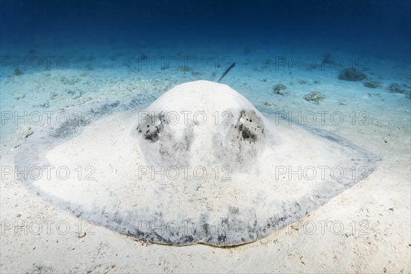 Blackspotted stingray or