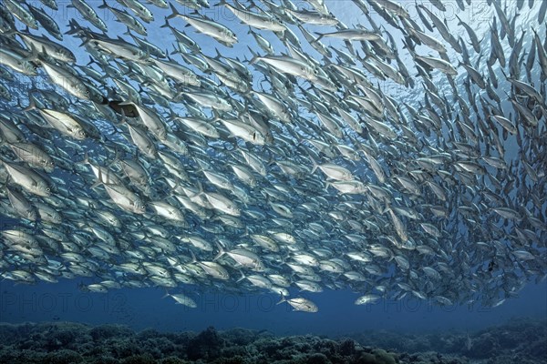 Swarm of fish Bigeye trevallies