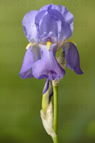 High purple bearded iris