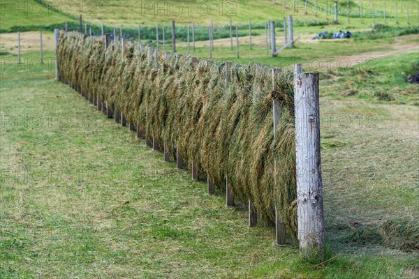 Hay hung to dry