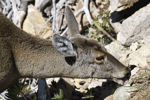 Female South Andean Deer