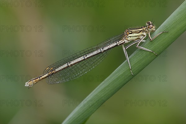 White-legged damselfly