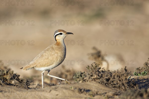 Racing bird