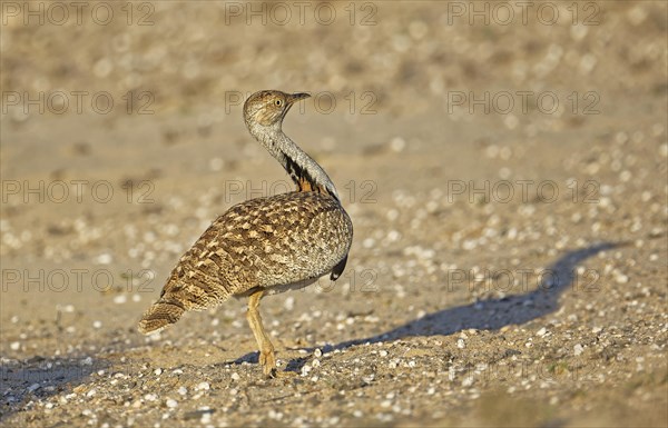 Houbara bustardmales