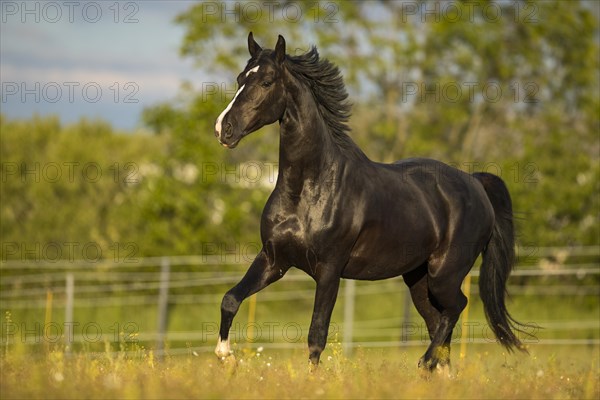 Warmblood black gelding at the trot on pasture