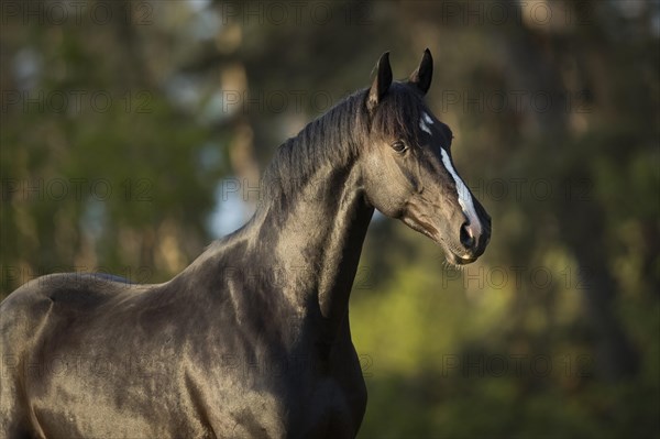 Warmblood gelding black black in portrait on the pasture