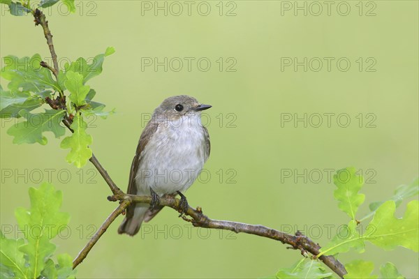 European Pied Flycatcher