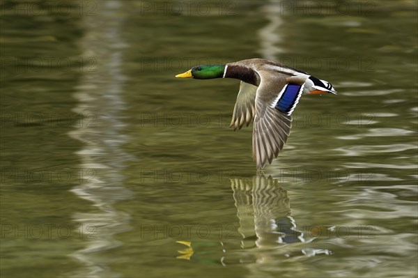 Mallard