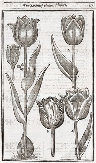 Tulips