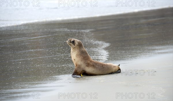 New Zealand sea lion