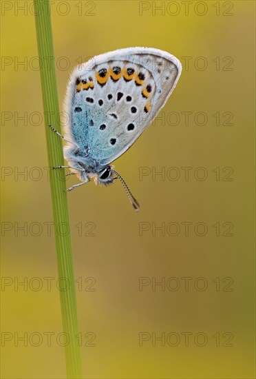 Gossamer winged butterfly