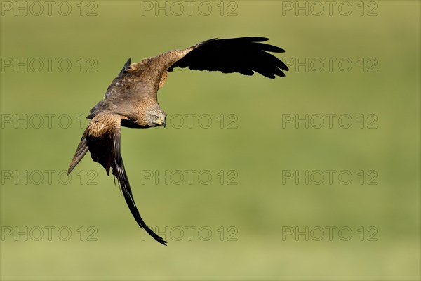 Black kite