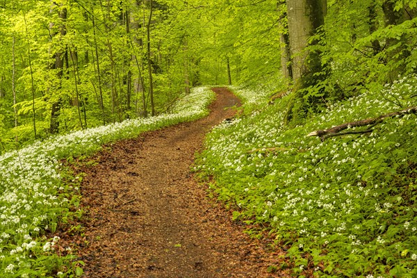 Hiking trail through Common beeches forest