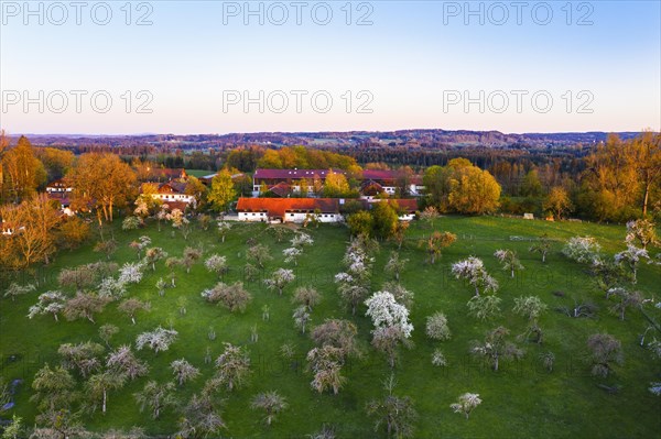 Flowering fruit plantation