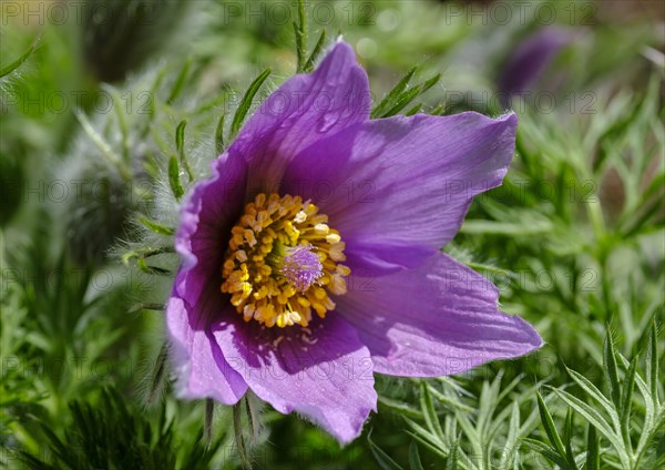 Pasque flower