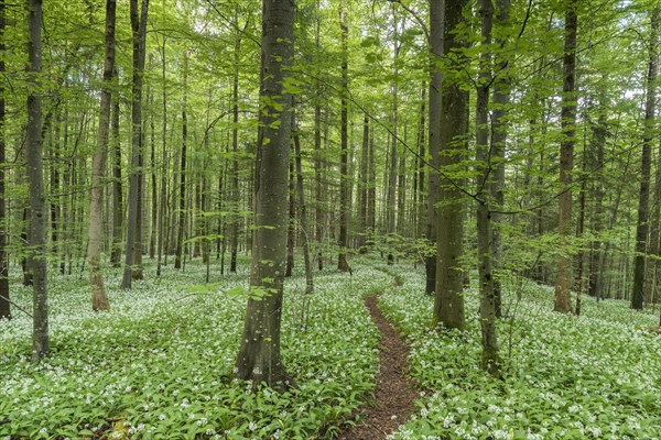 Blooming Ramsons