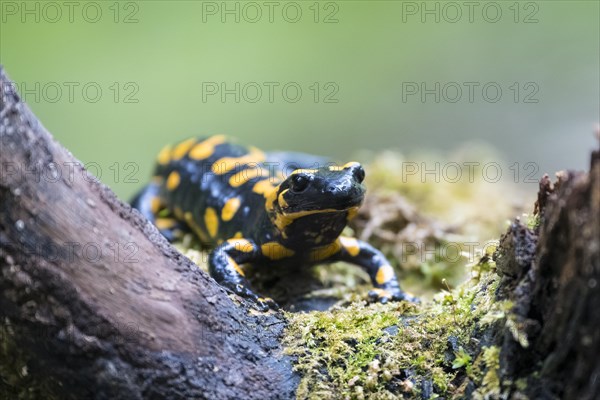 Fire salamander