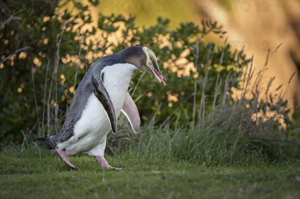 Yellow-eyed penguin