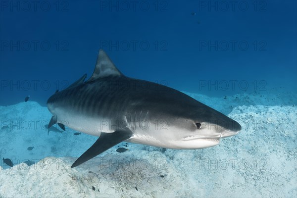 Tiger Shark