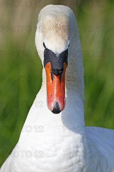 Mute swan