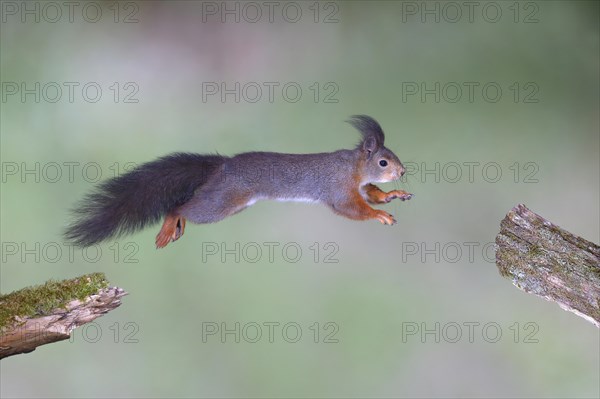 Eurasian red squirrel