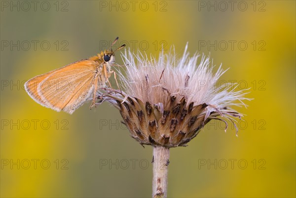 Brownheaded butterfly