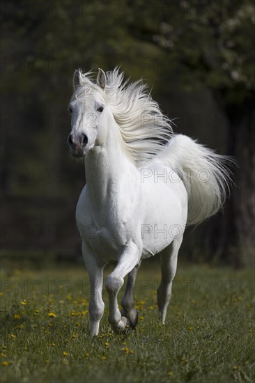 Thoroughbred Arabian grey stallion in spring on the pasture