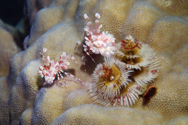 Two harlequin shrimp